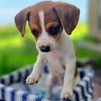 Treasure Pocket Beagle, a male Beagle for sale in Falmouth, KY – 2 of 10