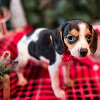 Basil Pocket Beagle, a male Beagle for sale in Falmouth, KY – Photo 3 of 10