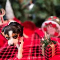 Basil Pocket Beagle, a male Beagle for sale in Falmouth, KY – Photo 10 of 10