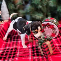 Basil Pocket Beagle, a male Beagle for sale in Falmouth, KY – Photo 9 of 10