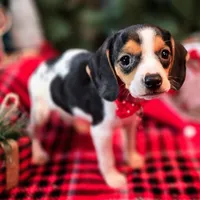 Basil Pocket Beagle, a male Beagle for sale in Falmouth, KY – Photo 1 of 10