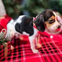 Basil Pocket Beagle, a male Beagle for sale in Falmouth, KY – Photo 2 of 10