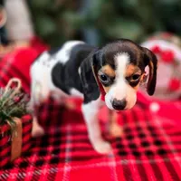 Basil Pocket Beagle, a male Beagle for sale in Falmouth, KY – Photo 6 of 10