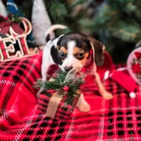 Basil Pocket Beagle, a male Beagle for sale in Falmouth, KY – Photo 8 of 10