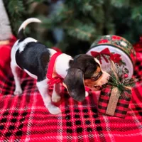 Basil Pocket Beagle, a male Beagle for sale in Falmouth, KY – Photo 7 of 10