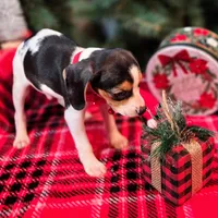 Basil Pocket Beagle, a male Beagle for sale in Falmouth, KY – Photo 5 of 10