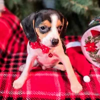 Basil Pocket Beagle, a male Beagle for sale in Falmouth, KY – Photo 4 of 10