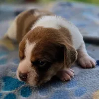 Harrison Pocket Beagle, a male Beagle for sale in Falmouth, KY – 6 of 10