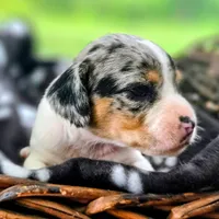 Jewell Pocket Beagle, a female Beagle for sale in Falmouth, KY – 6 of 10