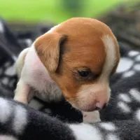 Golden Pocket Beagle, a male Beagle for sale in Falmouth, KY – 6 of 10