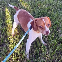 Sam Pocket Beagle, a male Beagle for sale in Falmouth, KY – 5 of 10