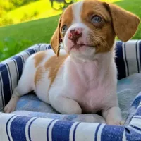 Gold Pocket Beagle, a male Beagle for sale in Falmouth, KY – 2 of 10