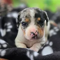 Jewell Pocket Beagle, a female Beagle for sale in Falmouth, KY – 10 of 10