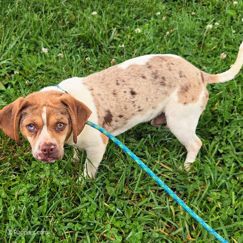 Toby Wrinkleface Pocket – Beagle puppy for sale in Falmouth, KY