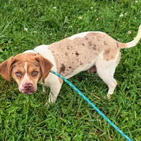Toby Wrinkleface Pocket, a male Beagle for sale in Falmouth, KY – 1 of 10