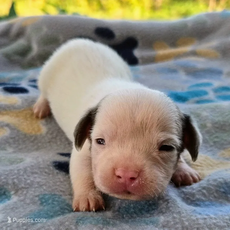 McCartney Pocket Beagle – Beagle puppy for sale in Falmouth, KY