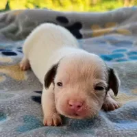 McCartney Pocket Beagle, a male Beagle for sale in Falmouth, KY – 8 of 10