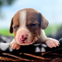 Golden Pocket Beagle, a male Beagle for sale in Falmouth, KY – 10 of 10