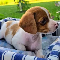 Gold Pocket Beagle, a male Beagle for sale in Falmouth, KY – 4 of 10