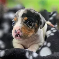 Jewell Pocket Beagle, a female Beagle for sale in Falmouth, KY – 4 of 10