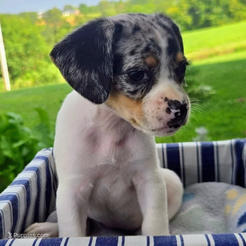 Jewell Pocket Beagle – Beagle puppy for sale in Falmouth, KY