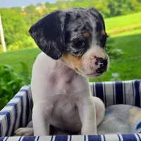 Jewell Pocket Beagle, a female Beagle for sale in Falmouth, KY – 4 of 5