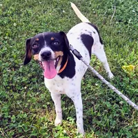 Kenzie Blue-ticked Pocket , a female Beagle for sale in Falmouth, KY – 3 of 9