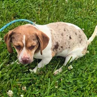Toby Wrinkleface Pocket, a male Beagle for sale in Falmouth, KY – 9 of 10