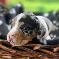 Jewell Pocket Beagle, a female Beagle for sale in Falmouth, KY – 3 of 10