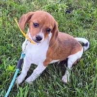 Cocoa Pocket Beagle, a female Beagle for sale in Falmouth, KY – 3 of 10
