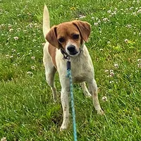 Maui Pocket Beagle, a male Beagle for sale in Falmouth, KY – 5 of 10