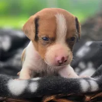 Golden Pocket Beagle, a male Beagle for sale in Falmouth, KY – 4 of 10
