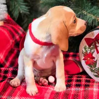 Sage Pocket Beagle, a male Beagle for sale in Falmouth, KY – Photo 8 of 10