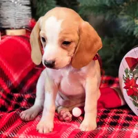 Sage Pocket Beagle, a male Beagle for sale in Falmouth, KY – Photo 7 of 10