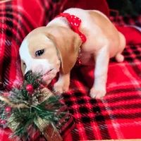 Sage Pocket Beagle, a male Beagle for sale in Falmouth, KY – Photo 4 of 10