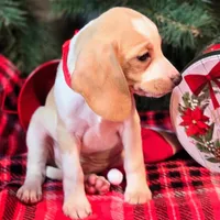 Sage Pocket Beagle, a male Beagle for sale in Falmouth, KY – Photo 9 of 10
