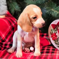Sage Pocket Beagle, a male Beagle for sale in Falmouth, KY – Photo 3 of 10