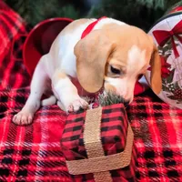 Sage Pocket Beagle, a male Beagle for sale in Falmouth, KY – Photo 6 of 10