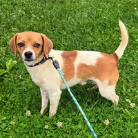 Maui Pocket Beagle, a male Beagle for sale in Falmouth, KY – 1 of 10