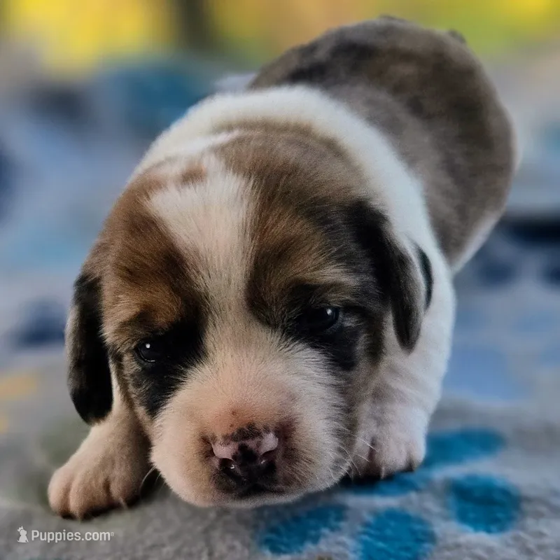 Starr Pocket Beagle – Beagle puppy for sale in Falmouth, KY