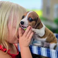Treasure Pocket Beagle, a male Beagle for sale in Falmouth, KY – 8 of 10