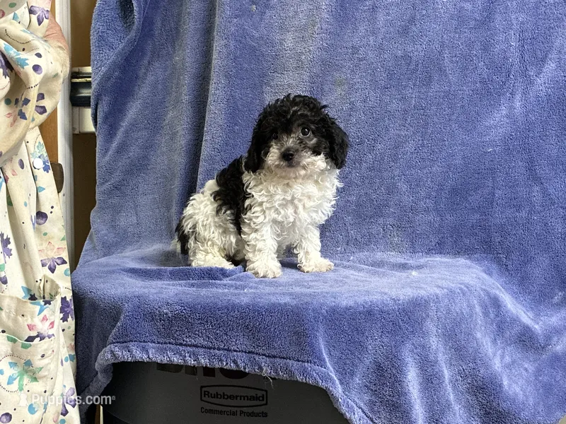 Leo – Poodle - Toy  puppy for sale in Silver Spring, MD