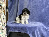 Leo, a male Poodle - Toy  for sale in Silver Spring, MD – 1 of 1