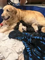 Ember, a female Goldendoodle for sale in Charlotte, NC – 9 of 10