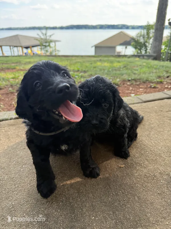 Ash – Goldendoodle puppy for sale in Charlotte, NC