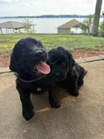 Ash, a male Goldendoodle for sale in Charlotte, NC – 1 of 8