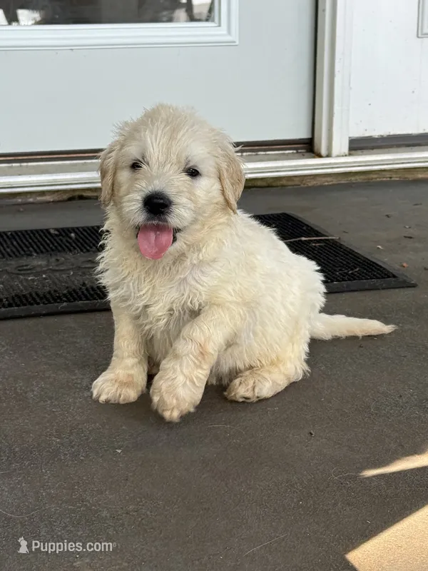 Phoenix – Goldendoodle puppy for sale in Charlotte, NC