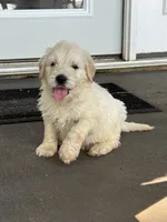 Phoenix, a male Goldendoodle for sale in Charlotte, NC – 1 of 10