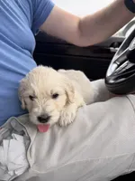 Phoenix, a male Goldendoodle for sale in Charlotte, NC – 7 of 10