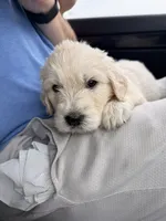 Phoenix, a male Goldendoodle for sale in Charlotte, NC – 2 of 10